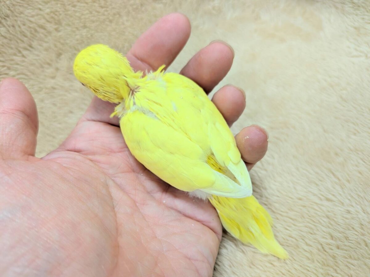 セキセイインコ
