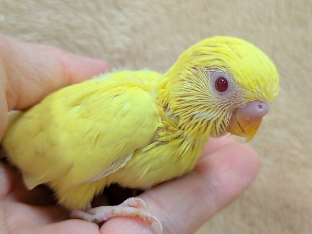 まっきっきーのヒヨコちゃん🐣💛セキセイインコ(ルチノー) ヒナ