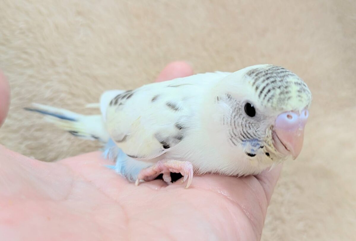 好奇心いっぱいのキラキラおめめ🐣💫セキセイインコ(クリームハルクイン) ヒナ セキセイインコ