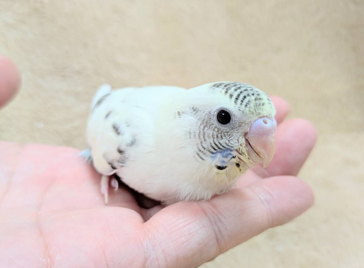 好奇心いっぱいのキラキラおめめ🐣💫セキセイインコ(クリームハルクイン) ヒナ セキセイインコ