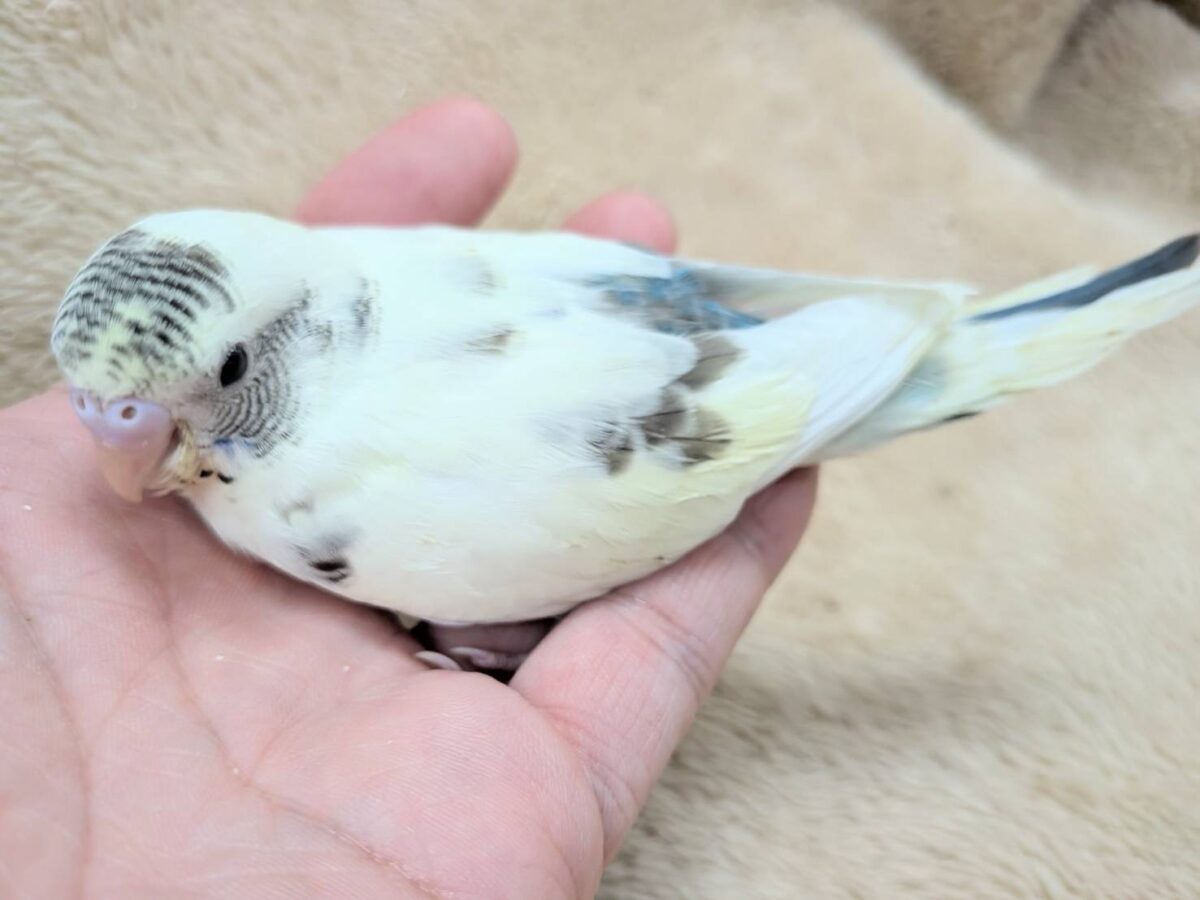 好奇心いっぱいのキラキラおめめ🐣💫セキセイインコ(クリームハルクイン) ヒナ セキセイインコ