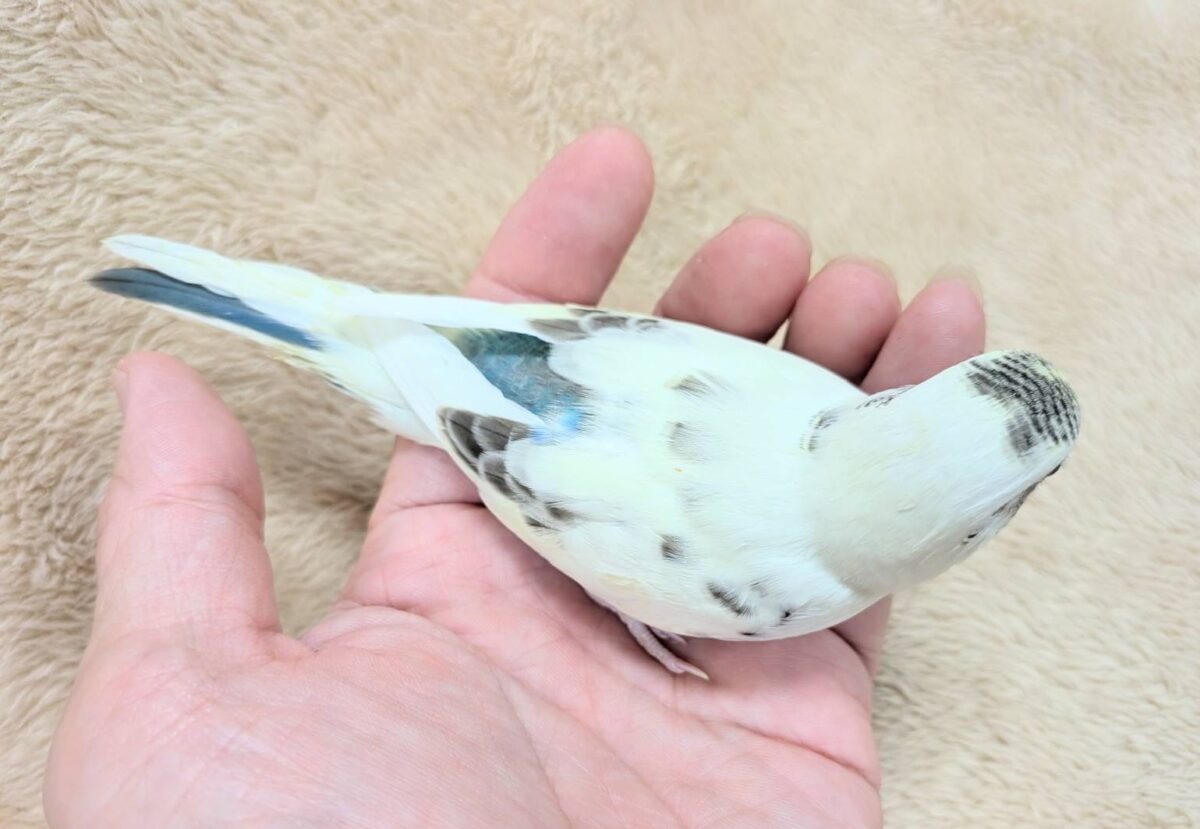 好奇心いっぱいのキラキラおめめ🐣💫セキセイインコ(クリームハルクイン) ヒナ セキセイインコ
