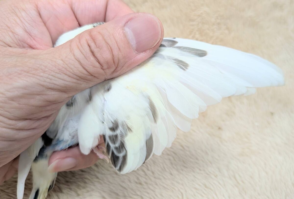 好奇心いっぱいのキラキラおめめ🐣💫セキセイインコ(クリームハルクイン) ヒナ セキセイインコ