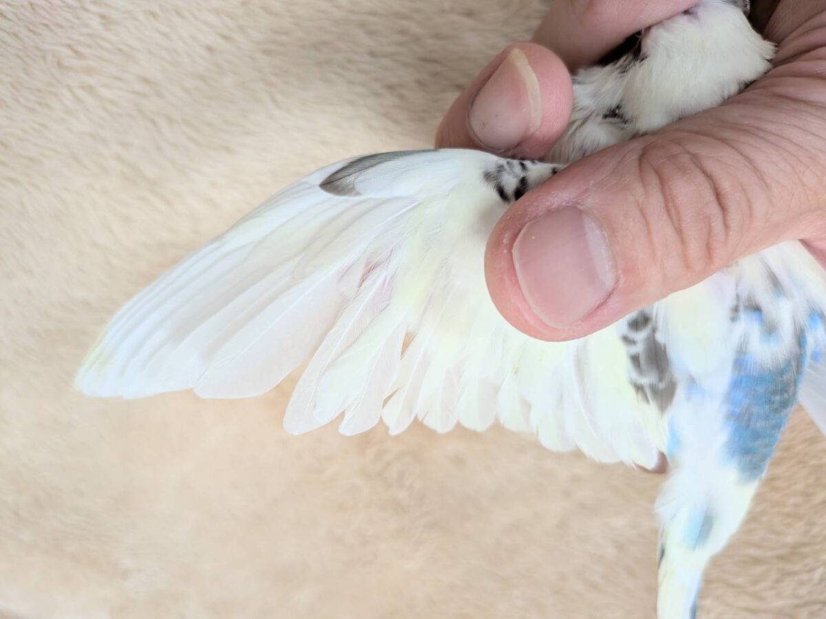 好奇心いっぱいのキラキラおめめ🐣💫セキセイインコ(クリームハルクイン) ヒナ セキセイインコ