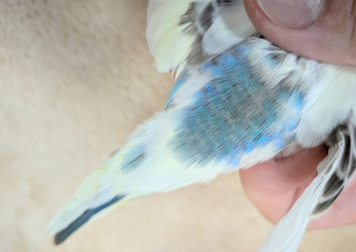 好奇心いっぱいのキラキラおめめ🐣💫セキセイインコ(クリームハルクイン) ヒナ セキセイインコ