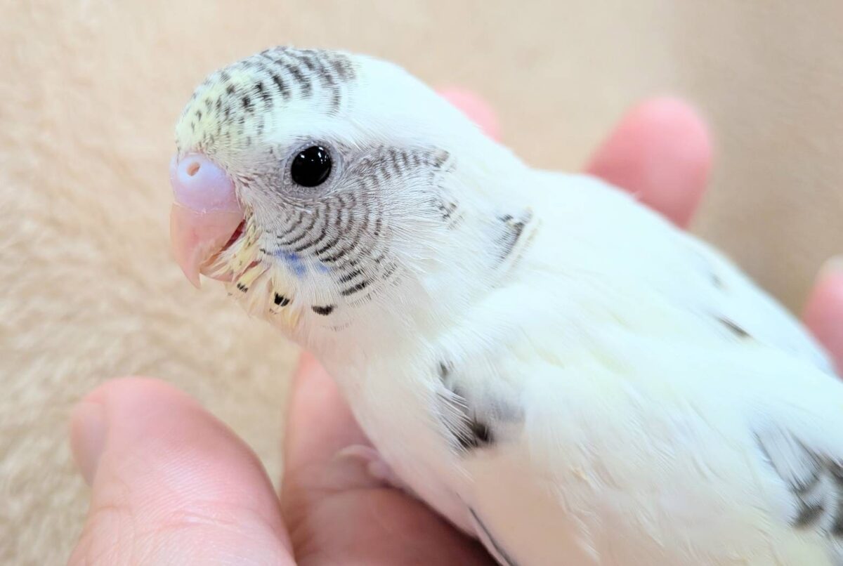 好奇心いっぱいのキラキラおめめ🐣💫セキセイインコ(クリームハルクイン) ヒナ セキセイインコ