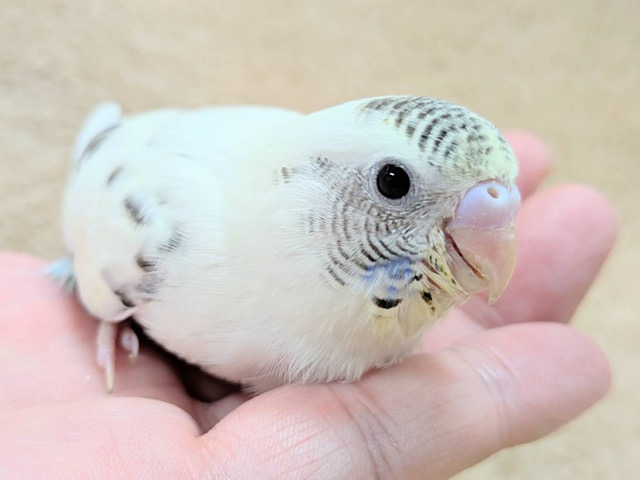 好奇心いっぱいのキラキラおめめ🐣💫セキセイインコ(クリームハルクイン) ヒナ 好奇心いっぱいのキラキラおめめ🐣💫セキセイインコ(クリームハルクイン) ヒナ