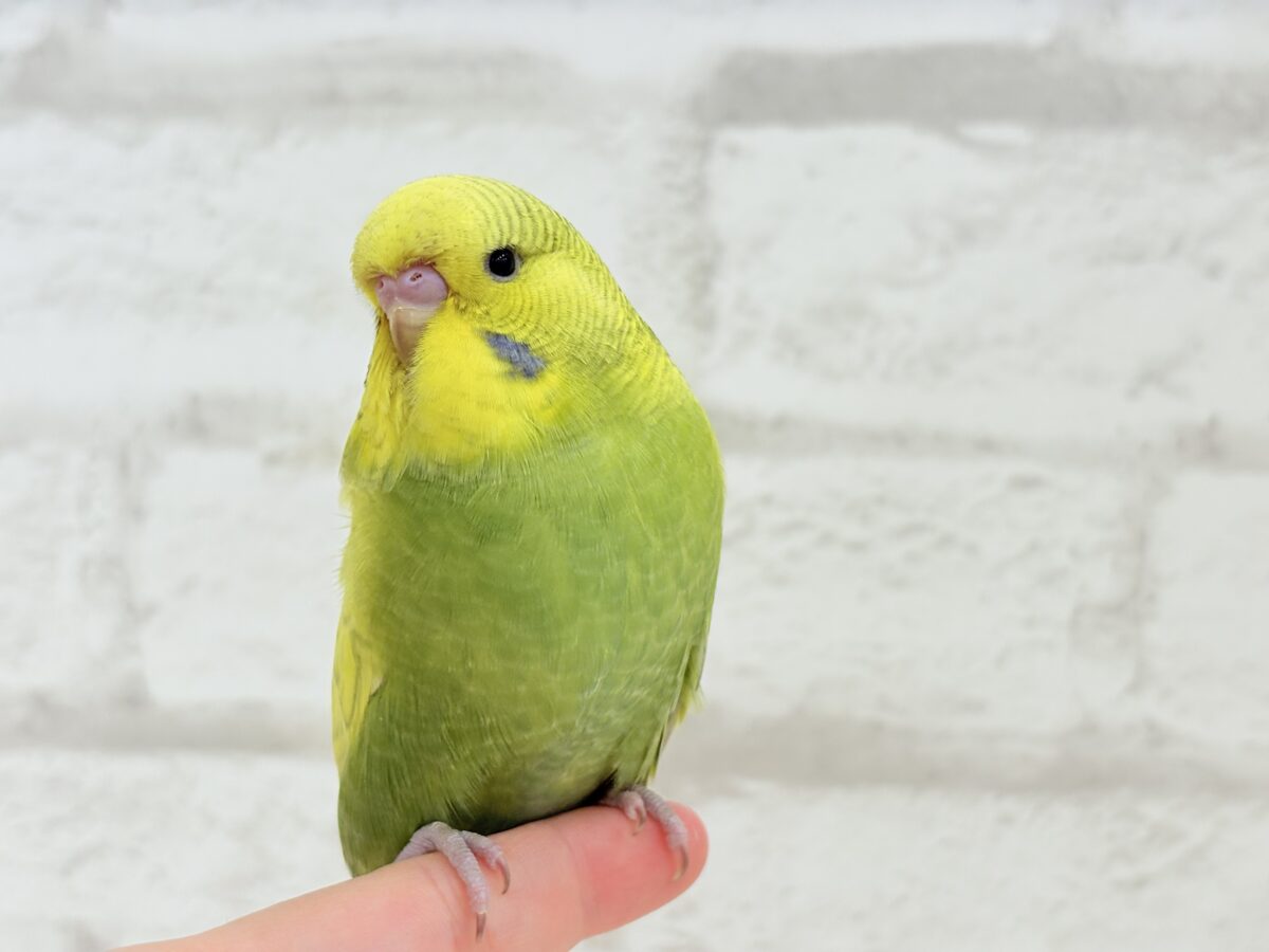 ジャンボセキセイインコ