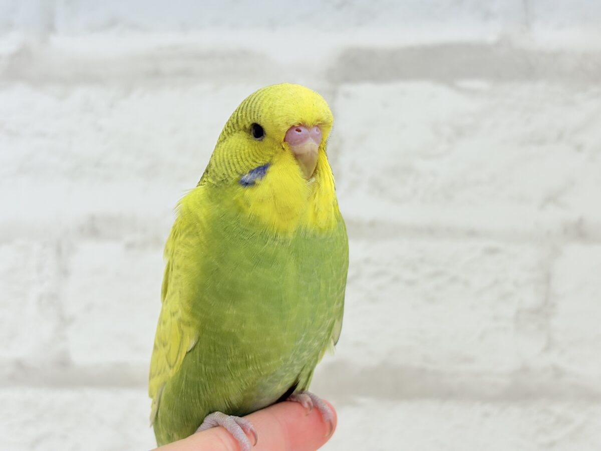 ジャンボセキセイインコ