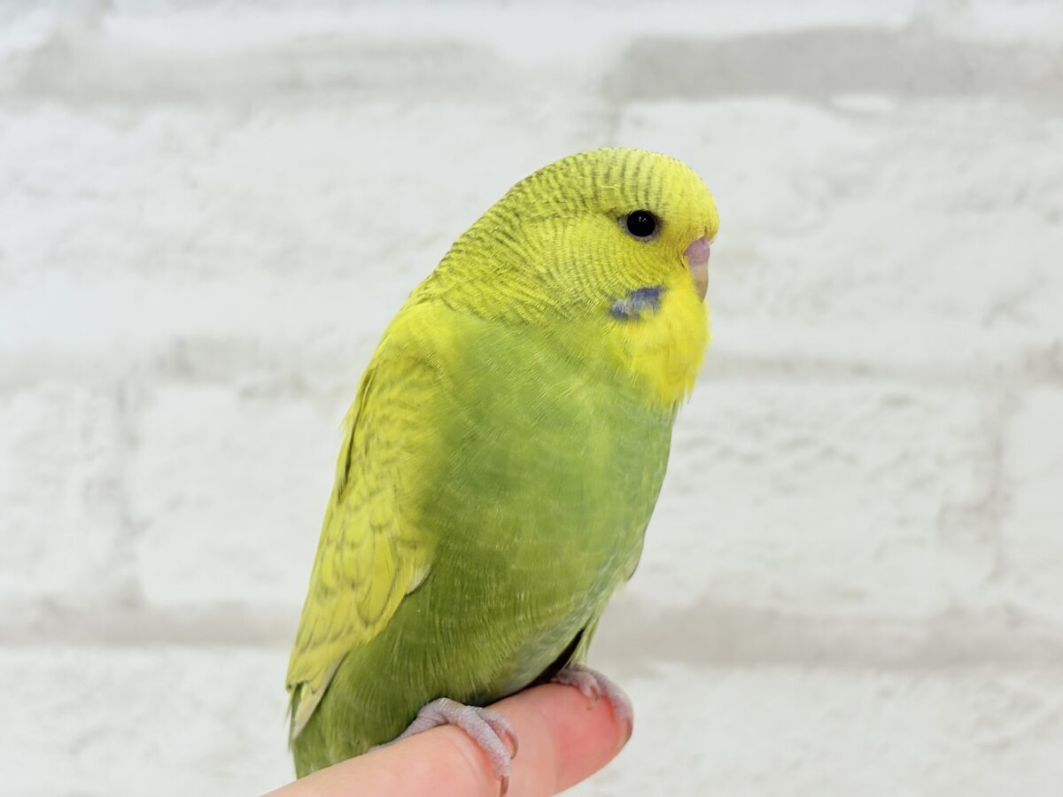 ジャンボセキセイインコ