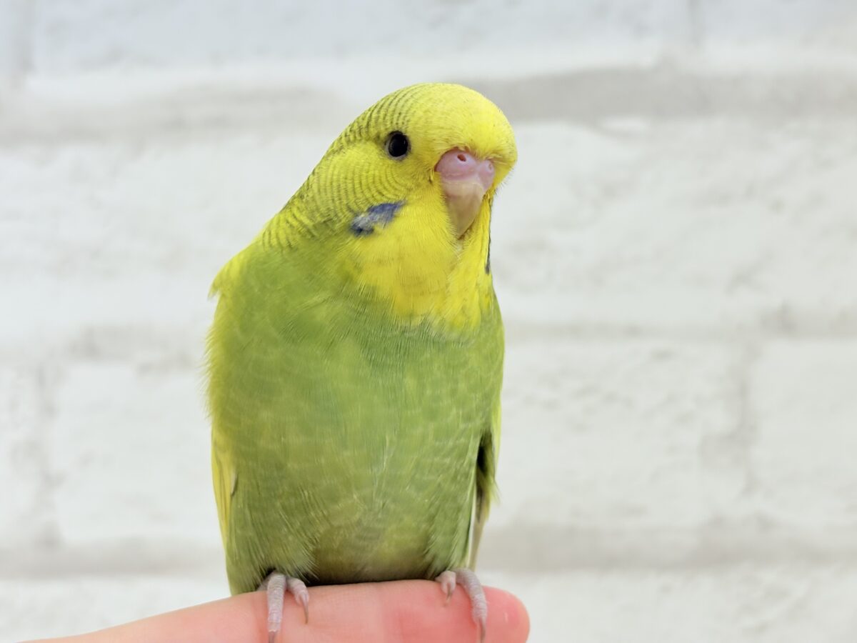 ジャンボセキセイインコ