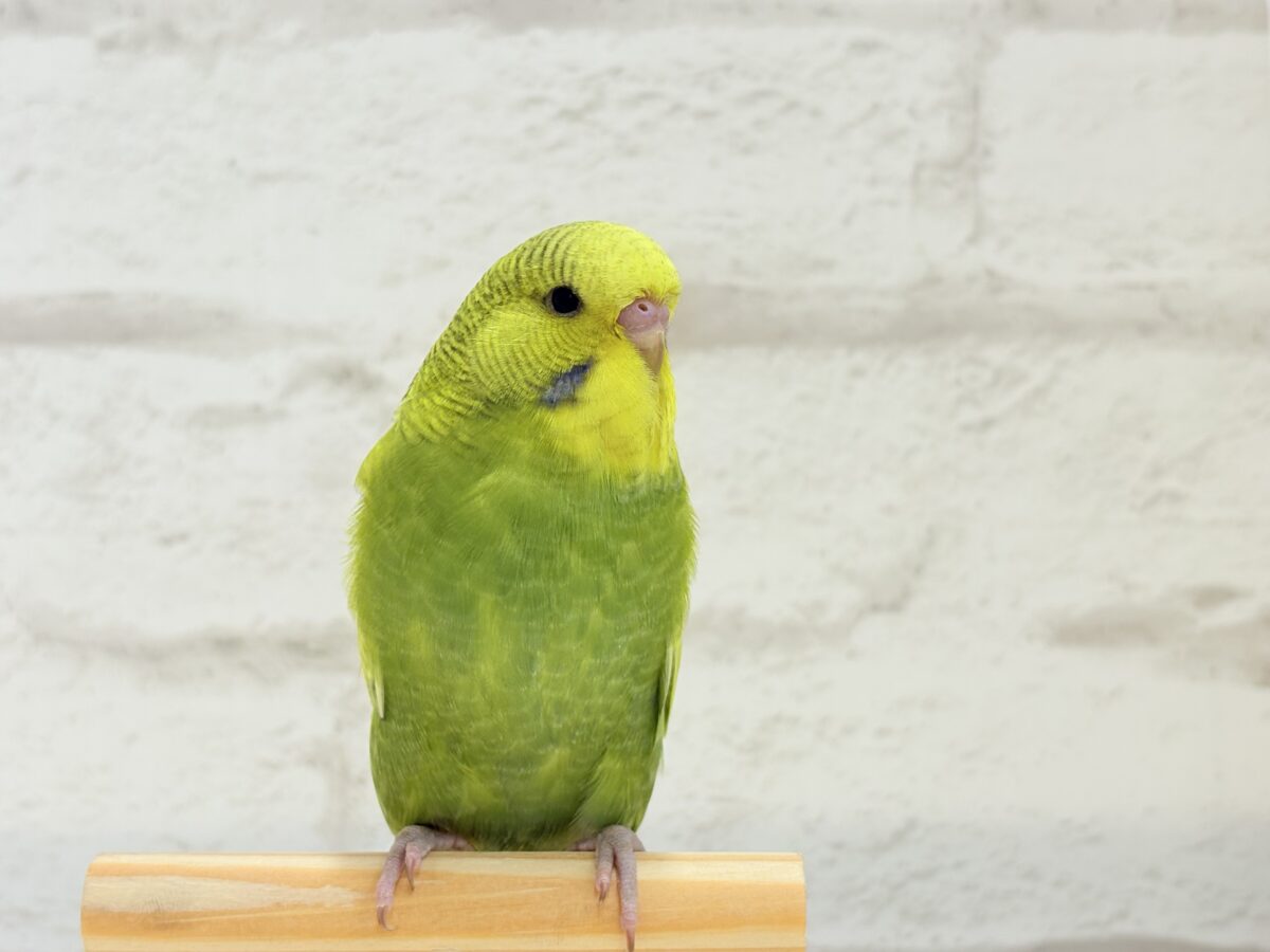ジャンボセキセイインコ
