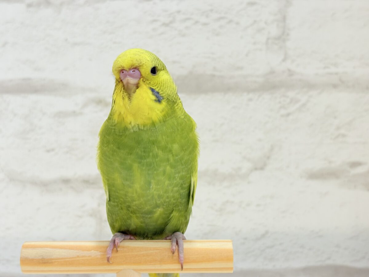 ジャンボセキセイインコ