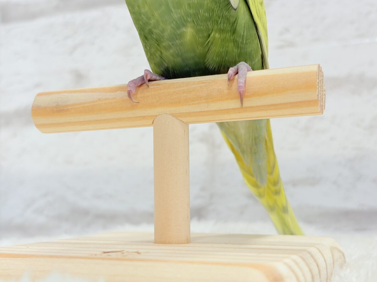 ジャンボセキセイインコ