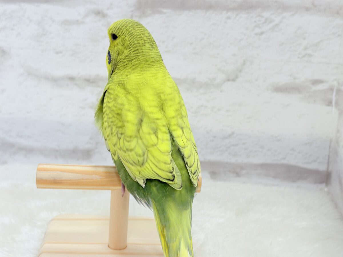 ジャンボセキセイインコ
