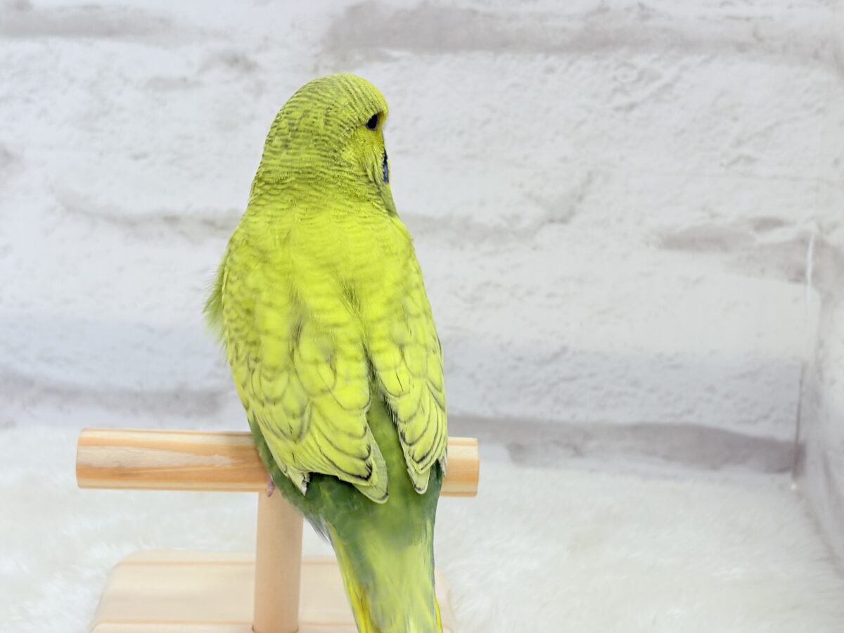 ジャンボセキセイインコ