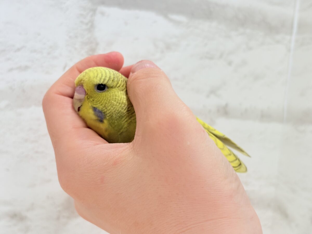 ジャンボセキセイインコ