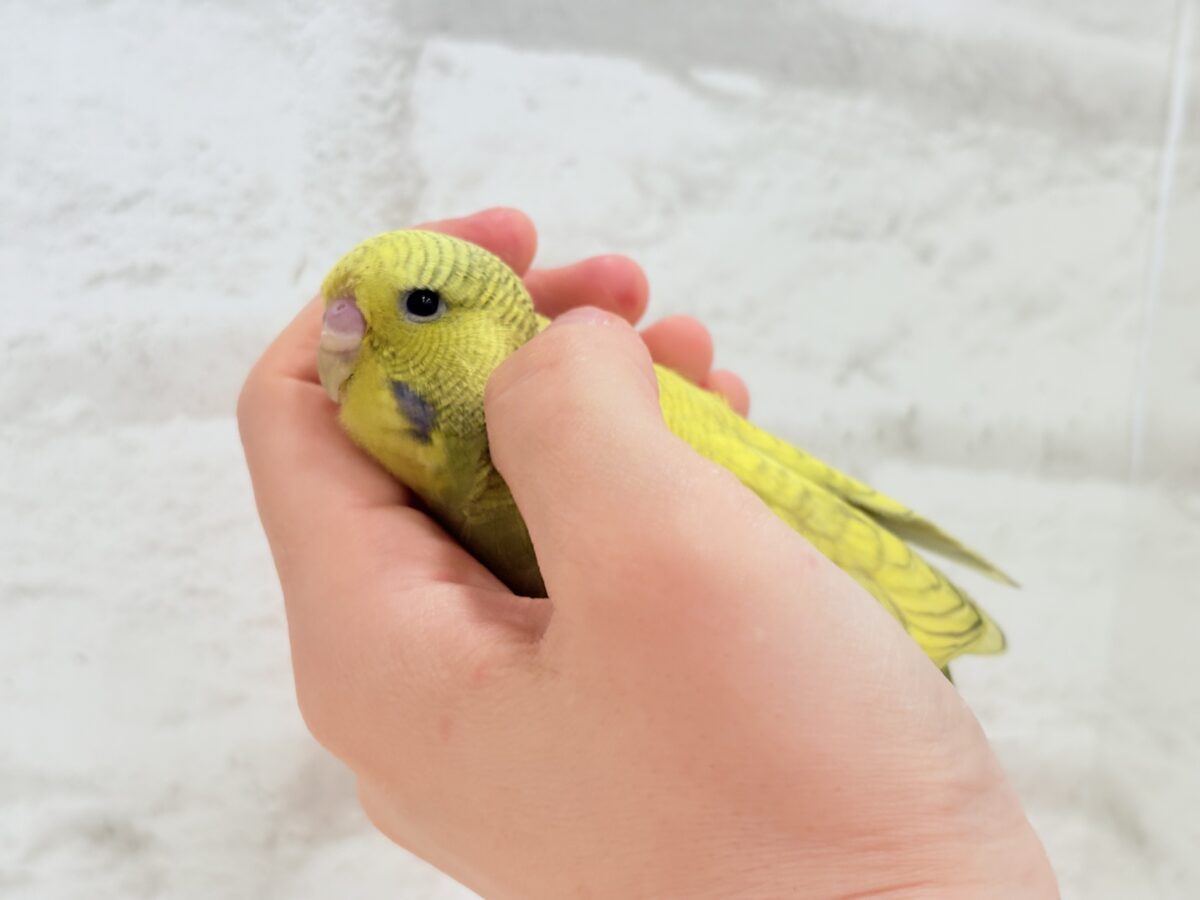 ジャンボセキセイインコ