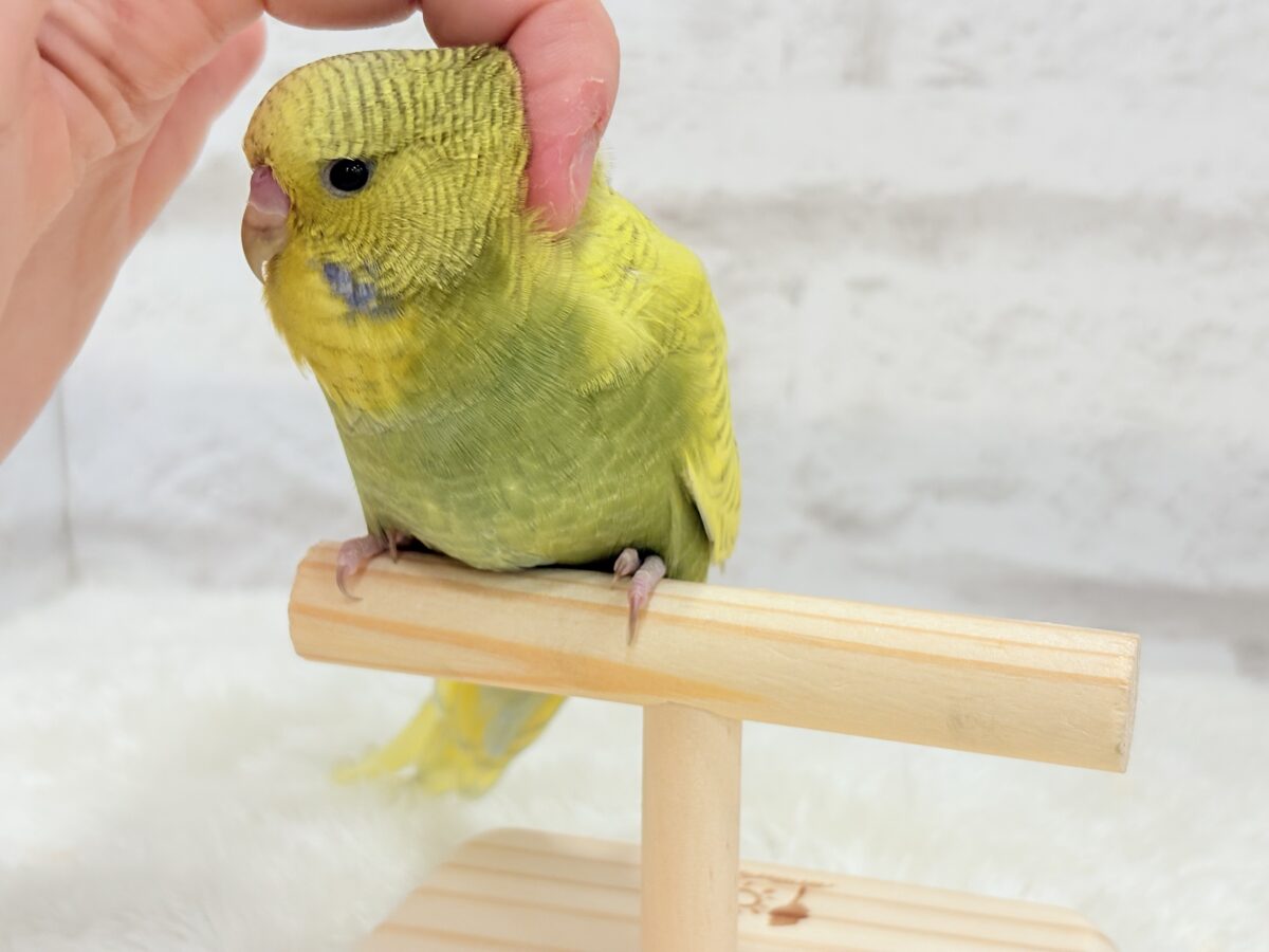 ジャンボセキセイインコ