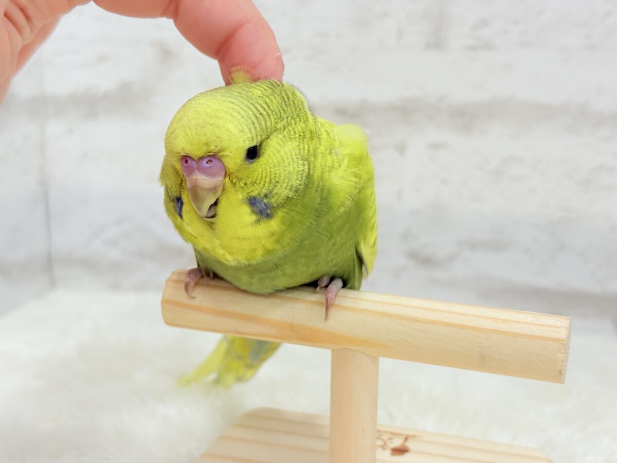 ジャンボセキセイインコ