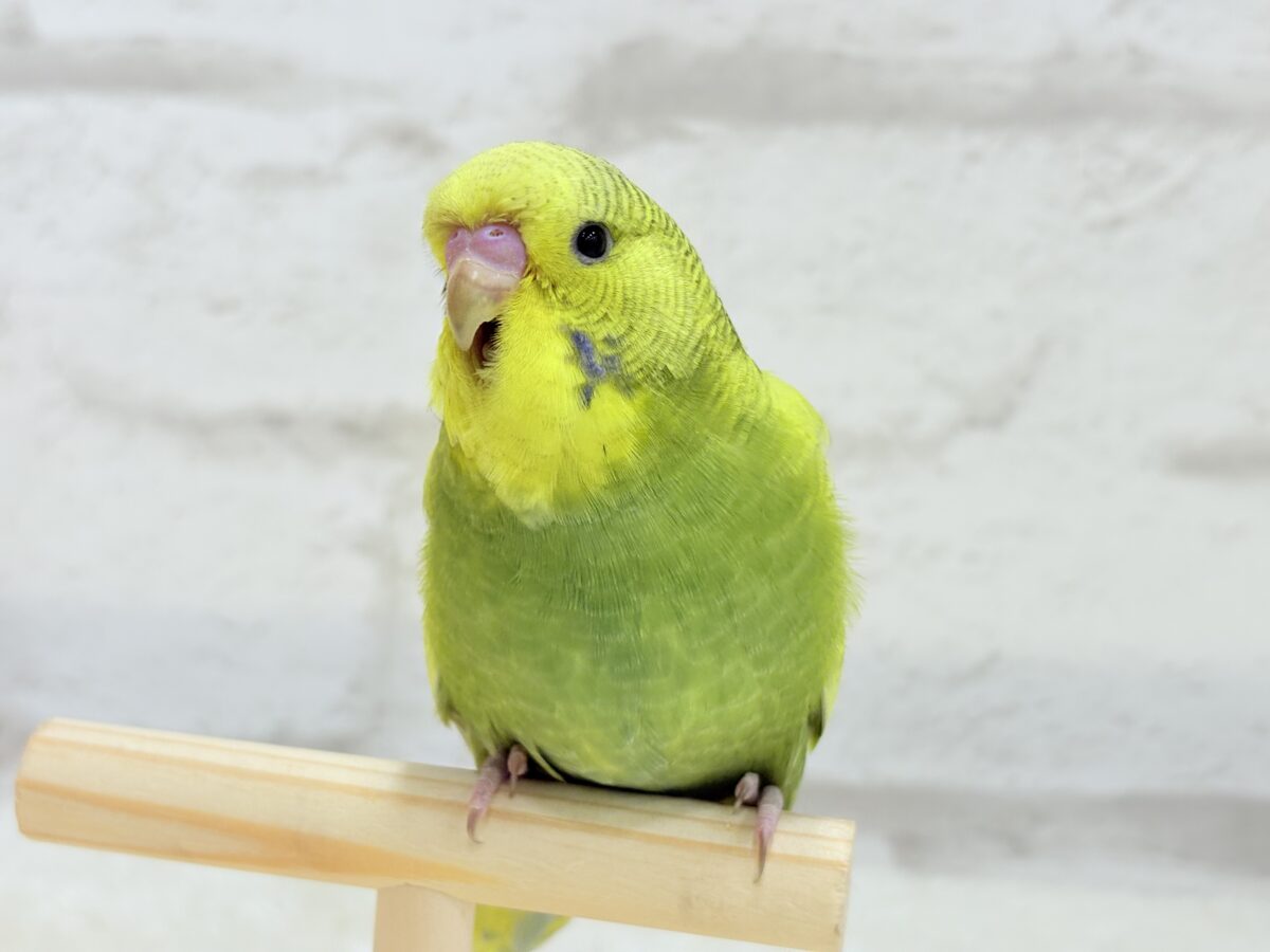 ジャンボセキセイインコ