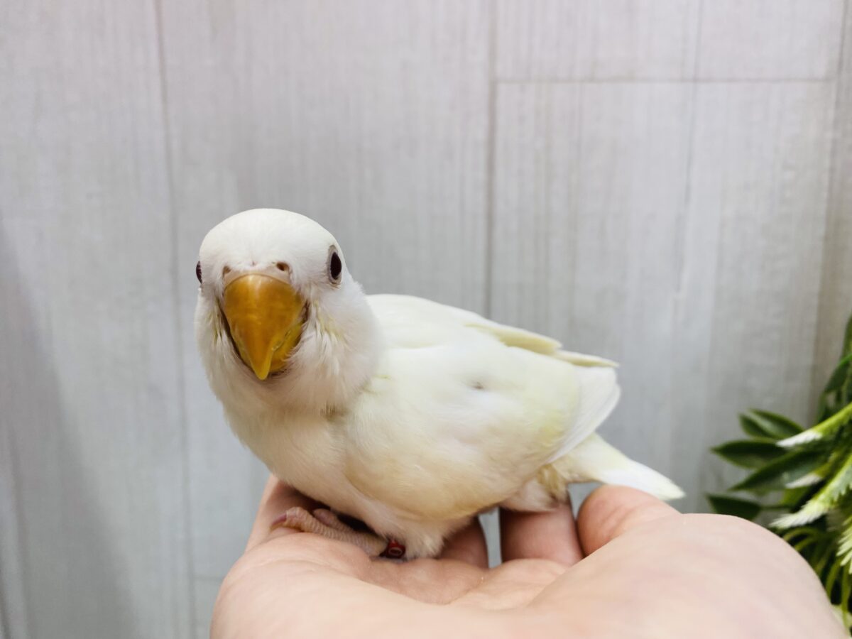 コザクラインコ（小桜インコ）