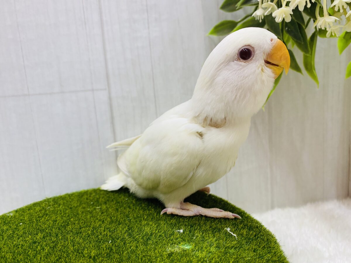 コザクラインコ（小桜インコ）