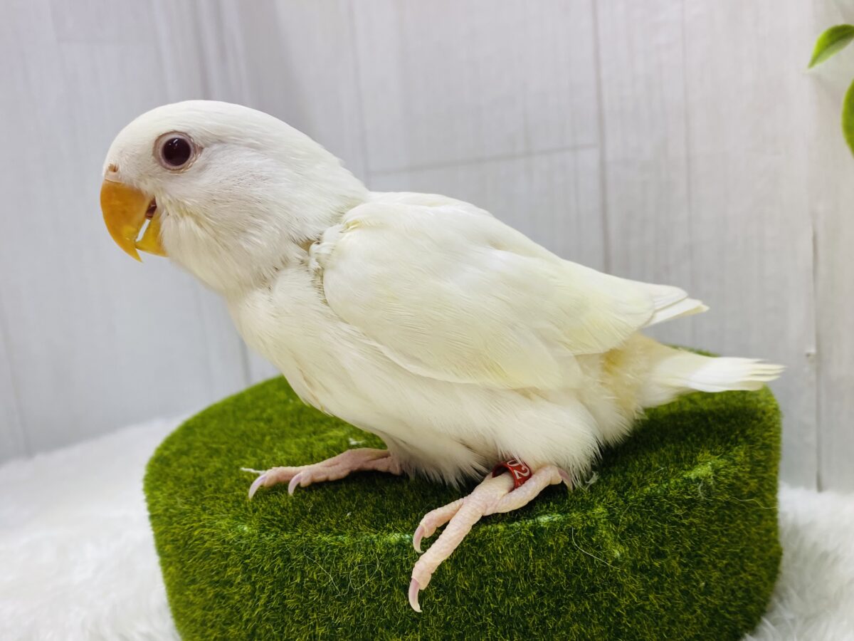 コザクラインコ（小桜インコ）
