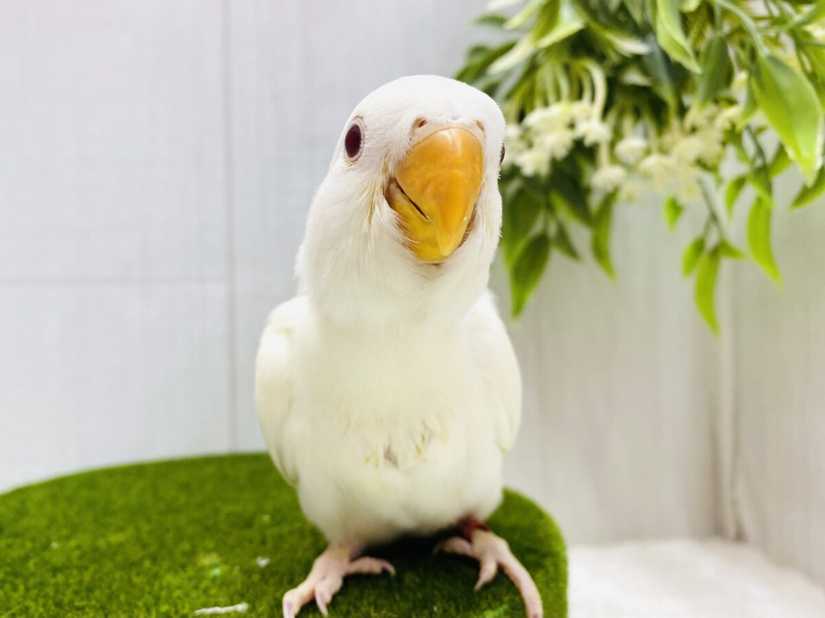 ふわっとクリーム💛まるまる成長中！！コザクラインコ⭐️