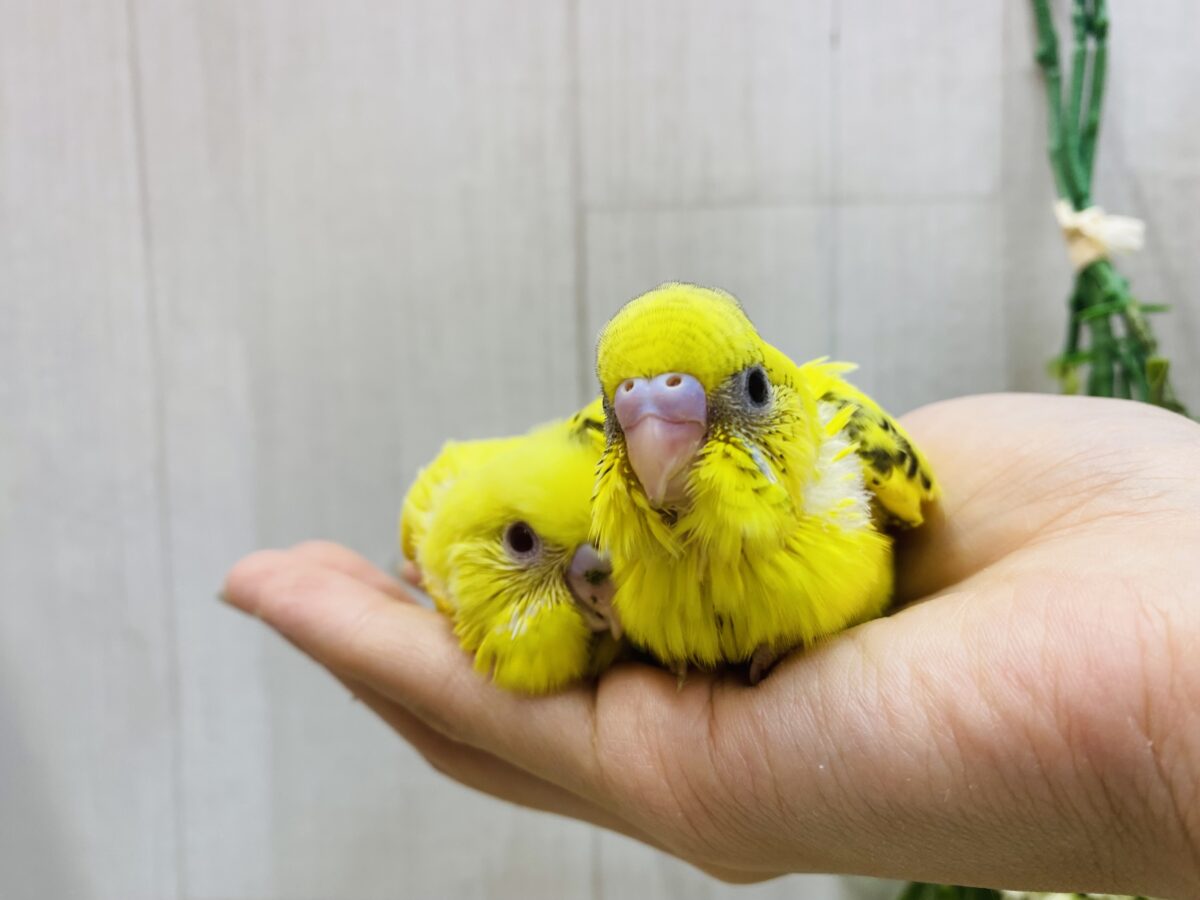 セキセイインコ