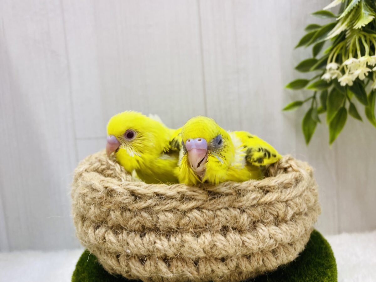 セキセイインコ
