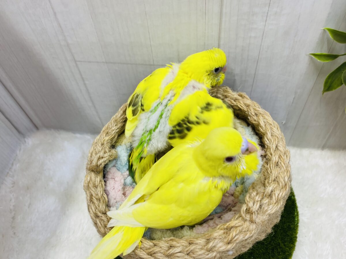 セキセイインコ