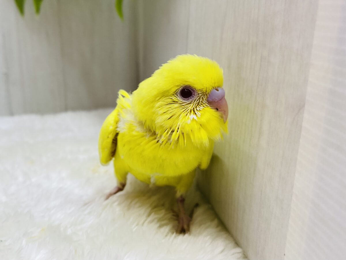 セキセイインコ