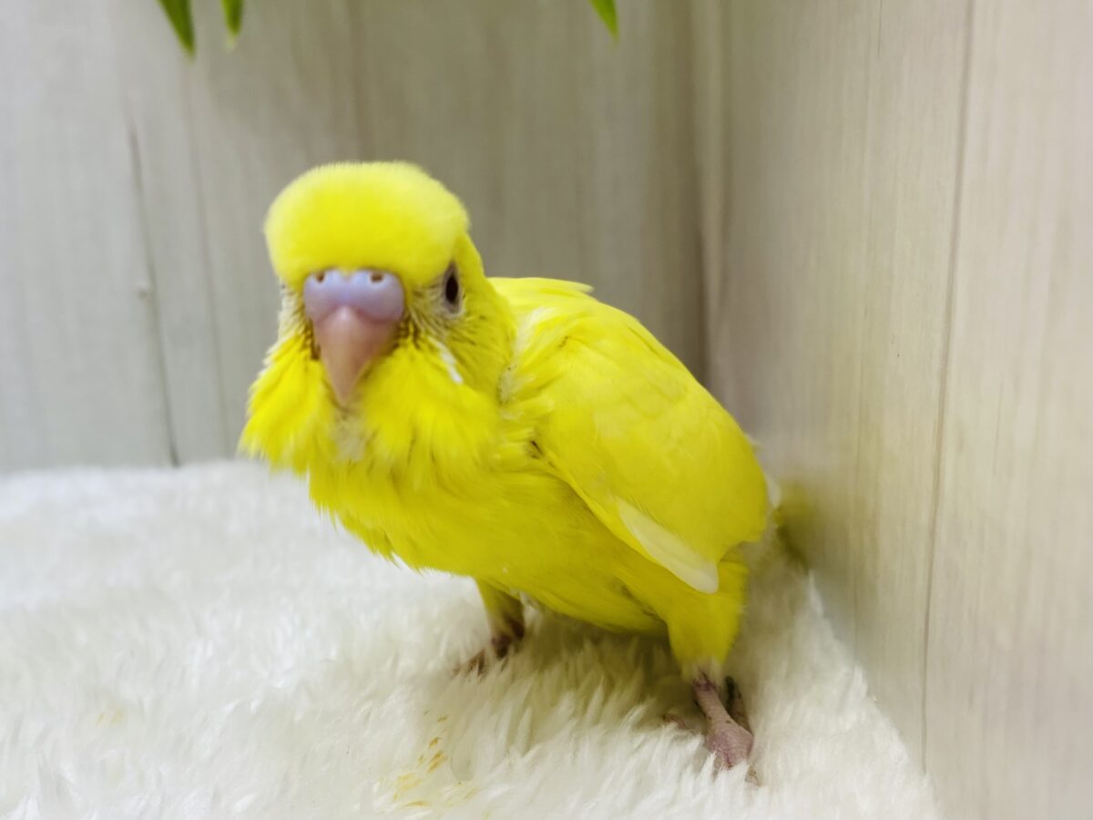セキセイインコ