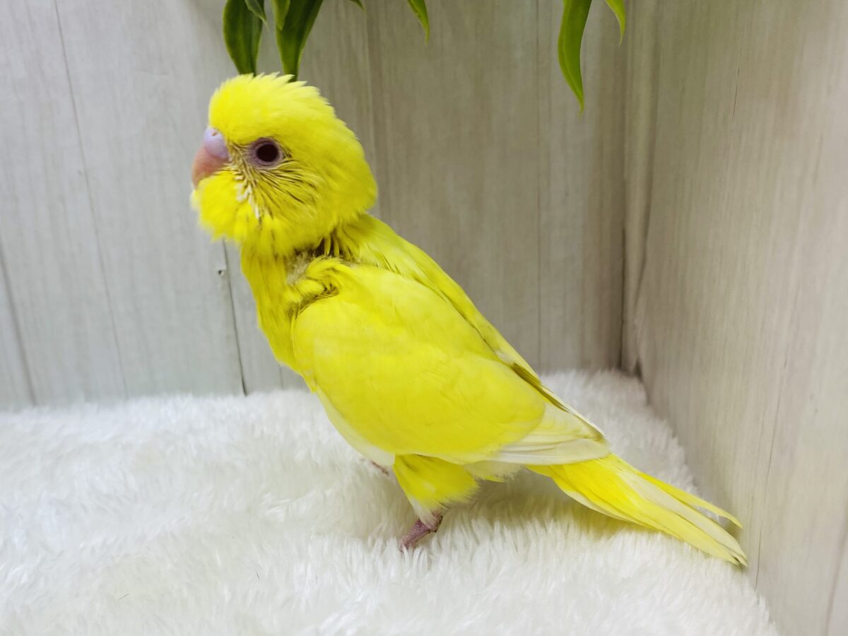 セキセイインコ