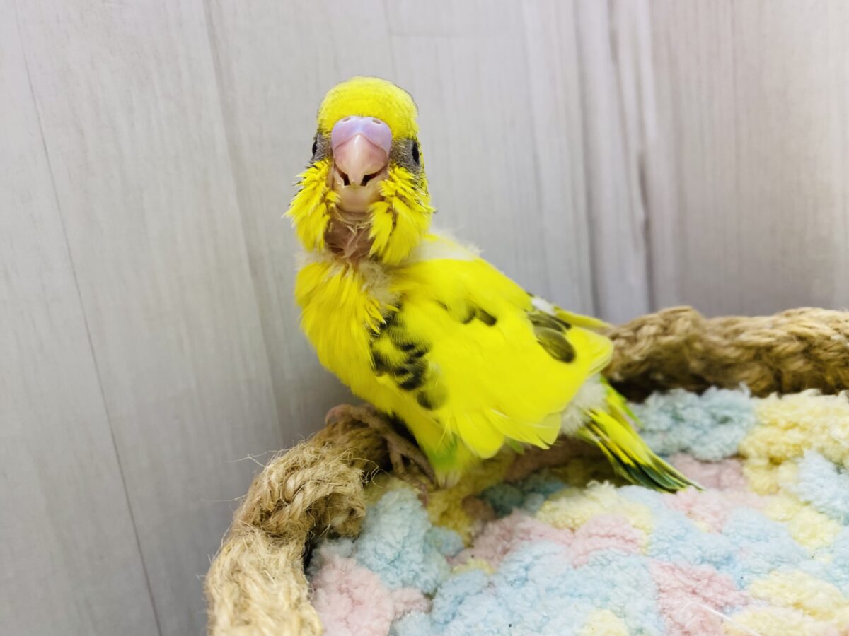 セキセイインコ