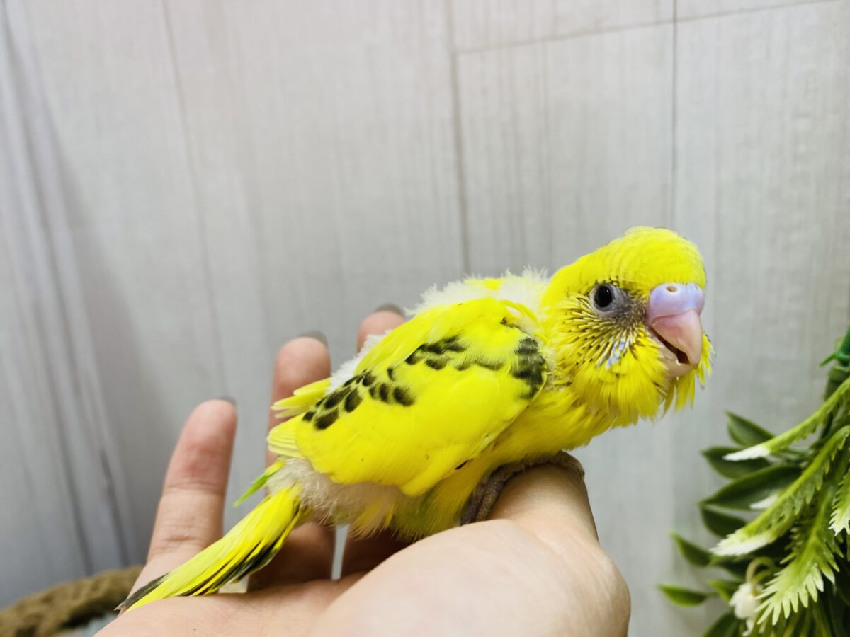セキセイインコ