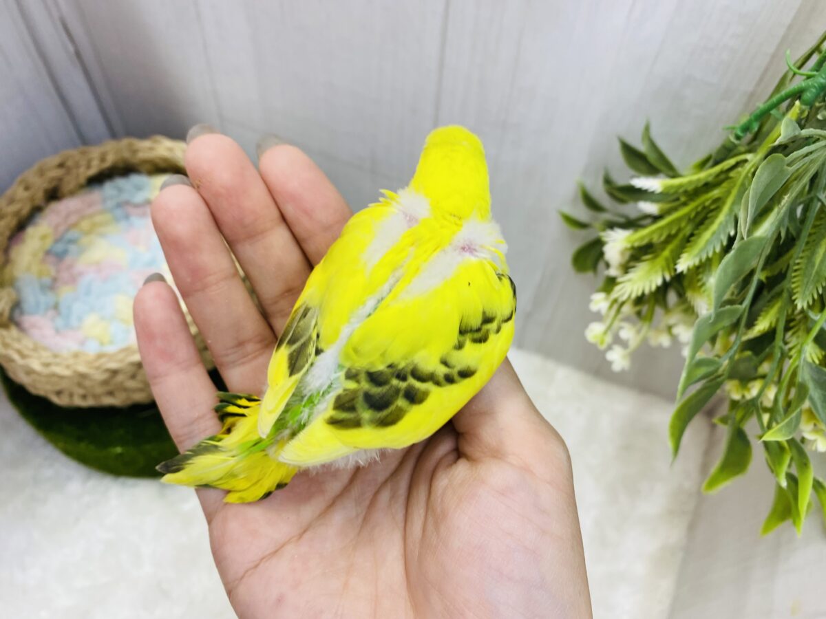 セキセイインコ
