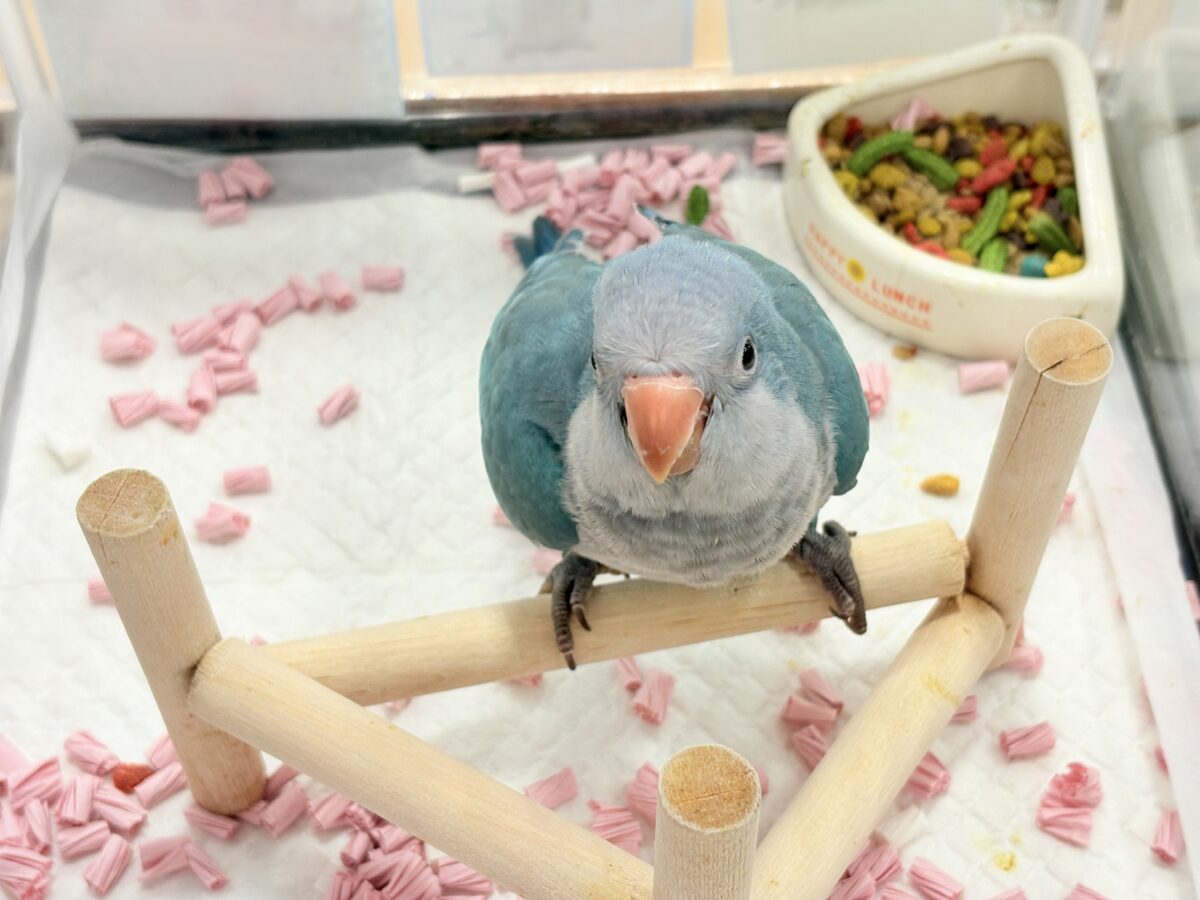 オキナインコ