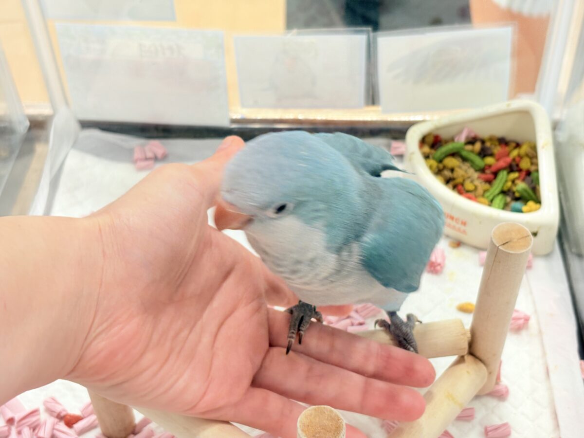 オキナインコ