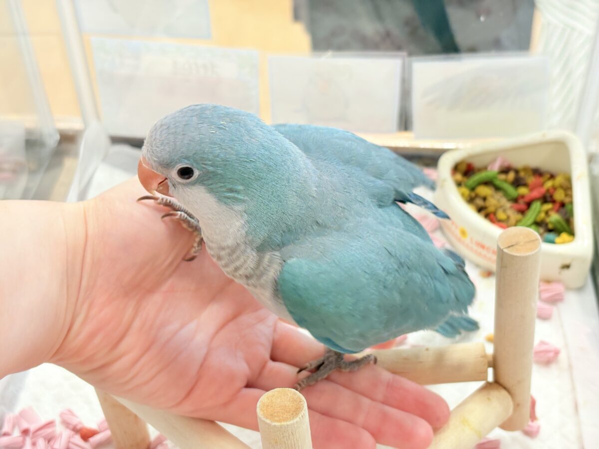 オキナインコ