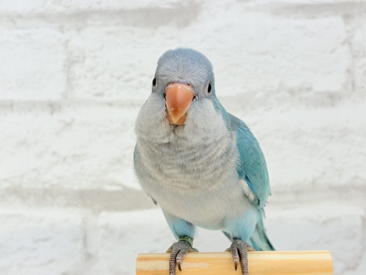 オキナインコ
