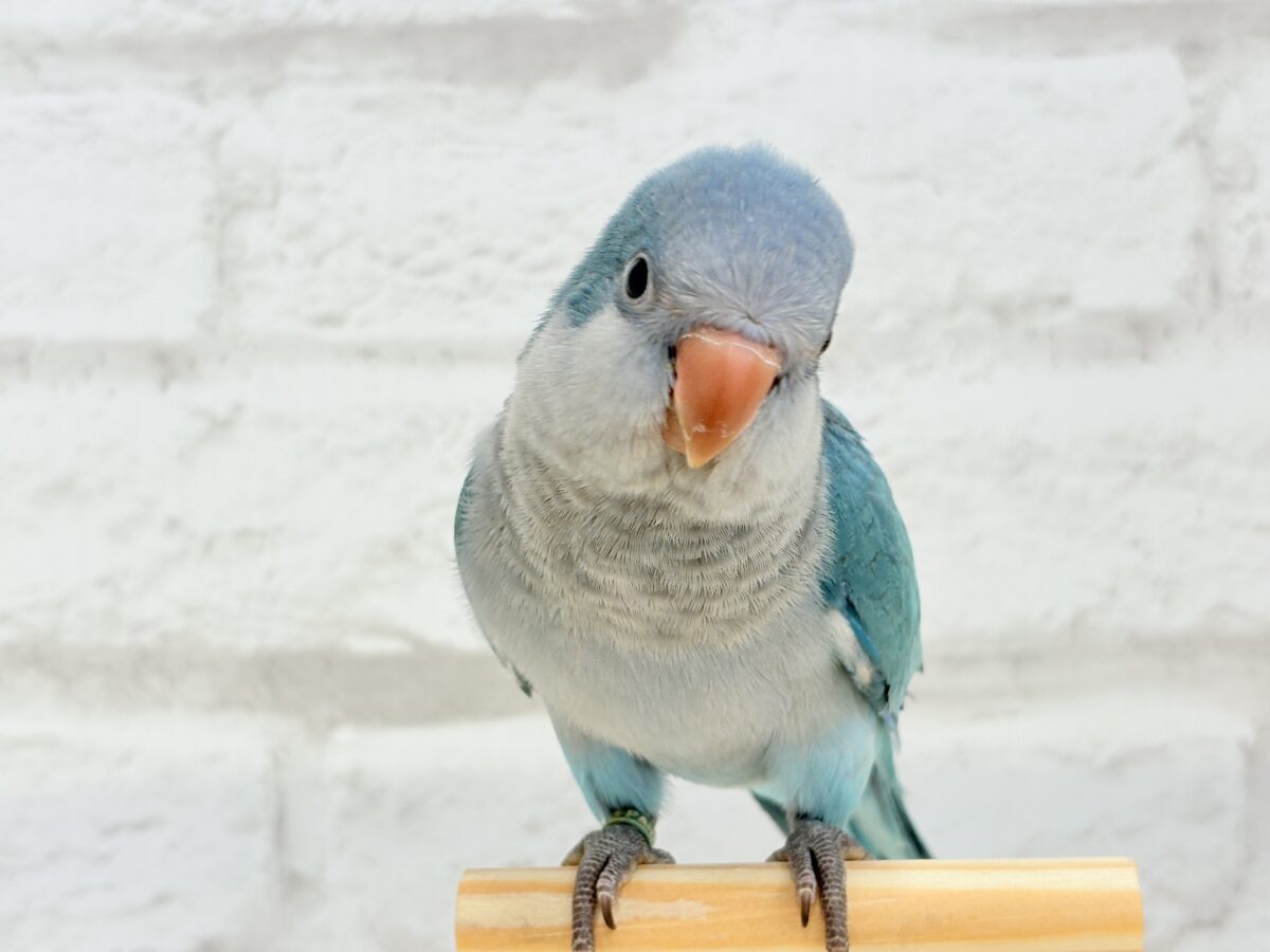 オキナインコ