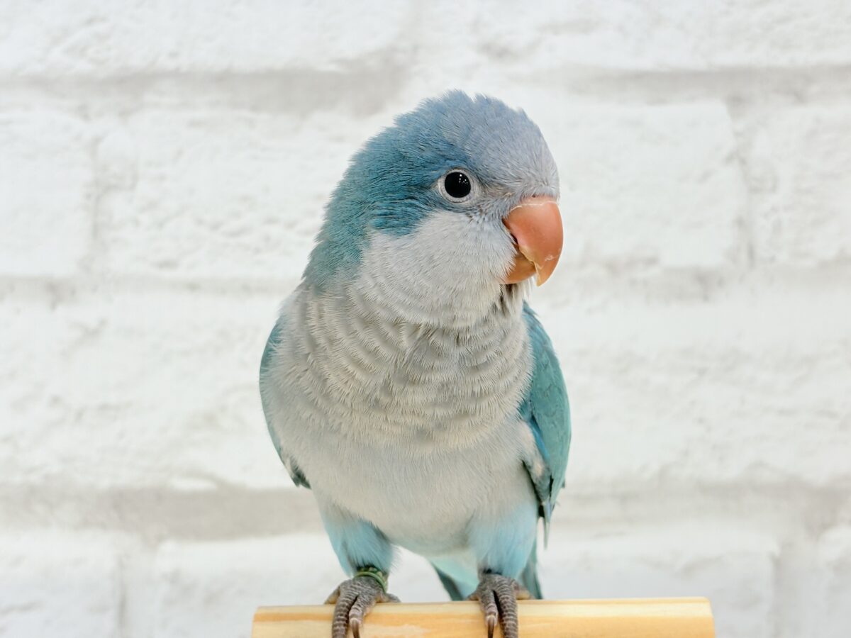 オキナインコ
