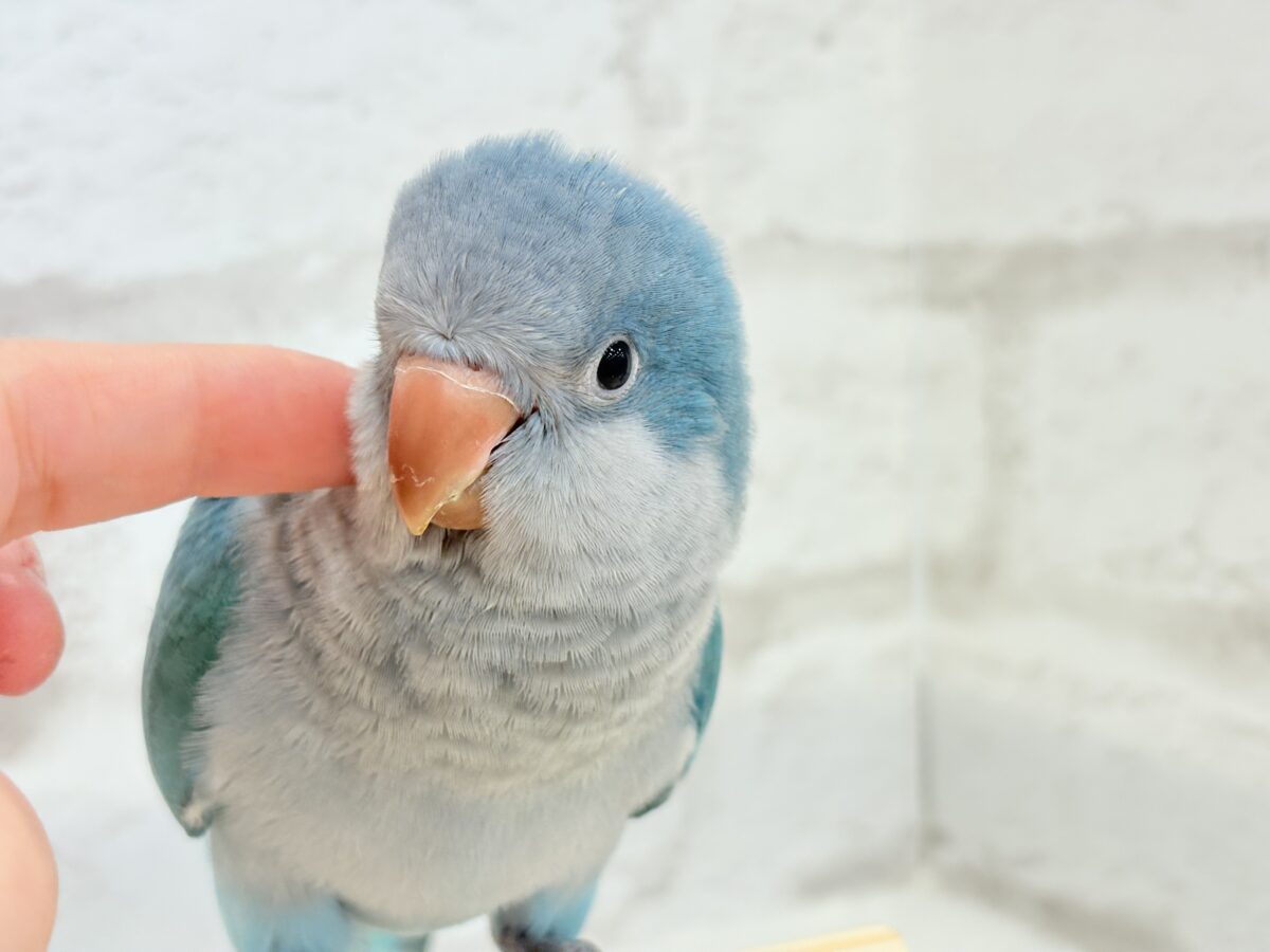 オキナインコ