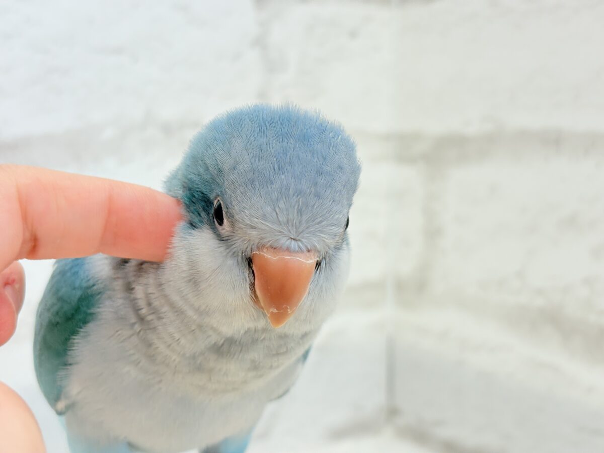 オキナインコ