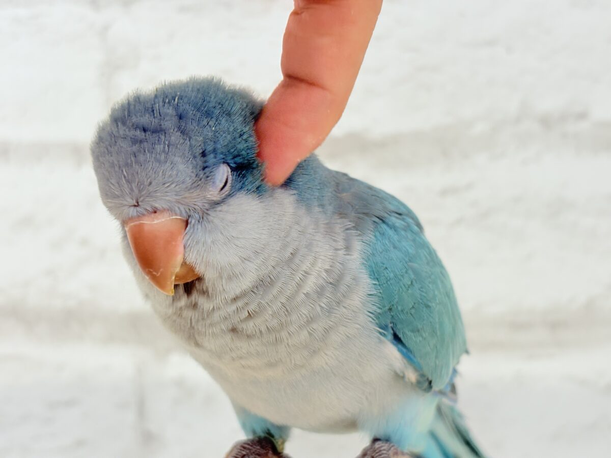 オキナインコ
