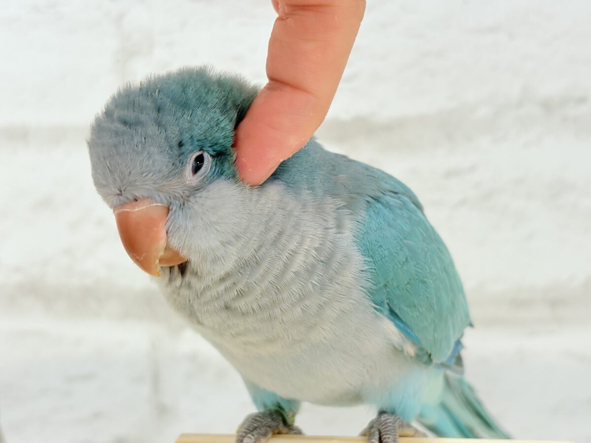 オキナインコ