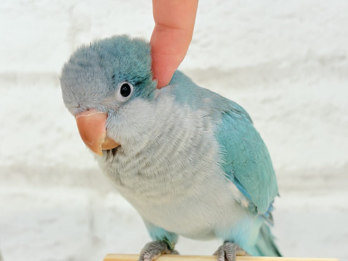 オキナインコ