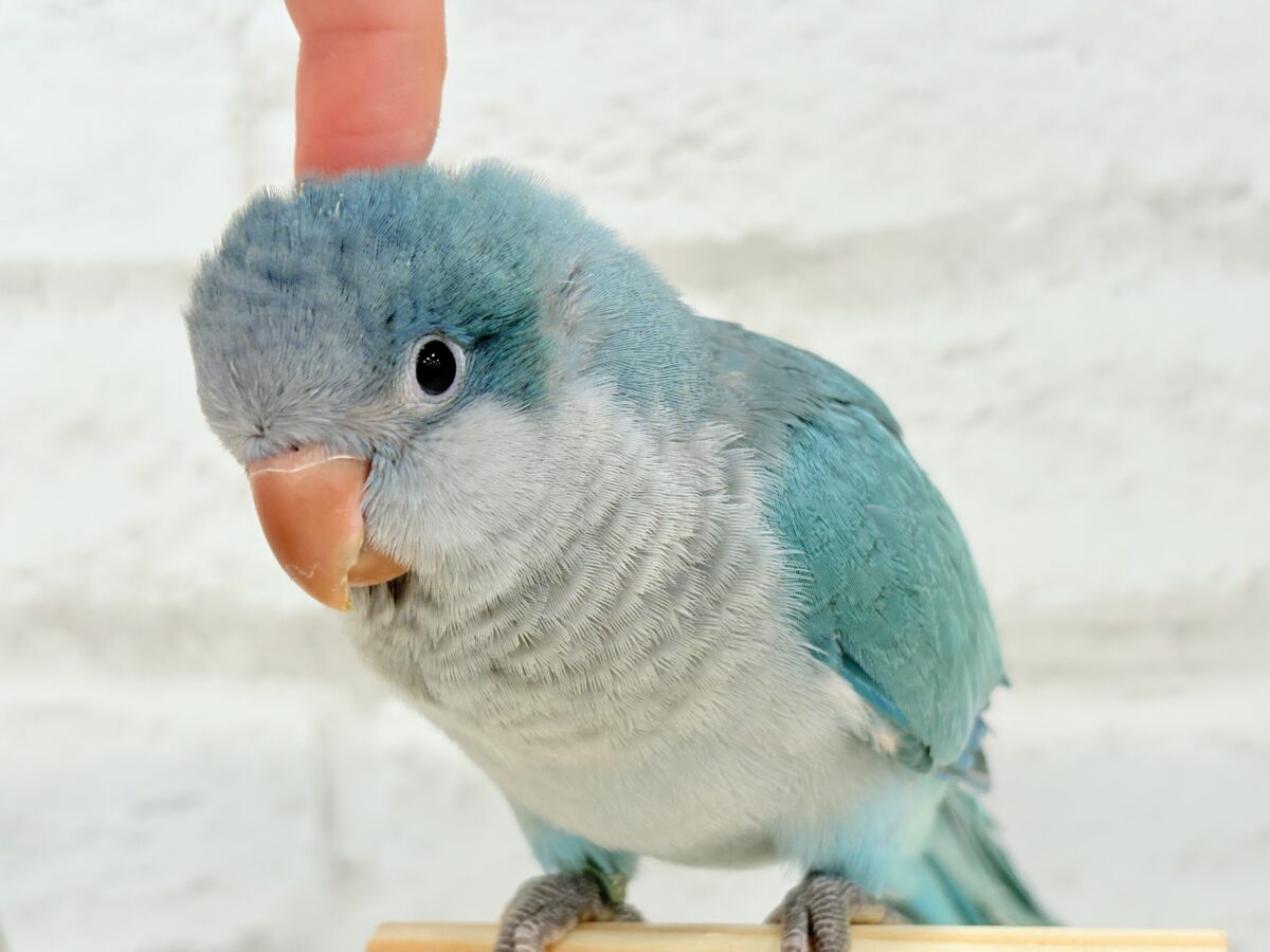 オキナインコ